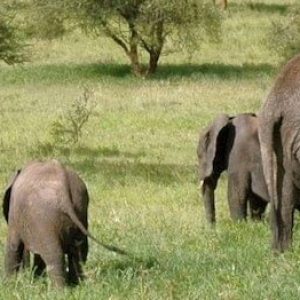 wildlife safari in Queen Elisabeth spot a family of elephant