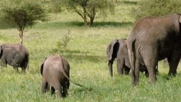 UGANDA WILDLIFE PARKS