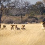 Akagera National Park safari spot pride of lion