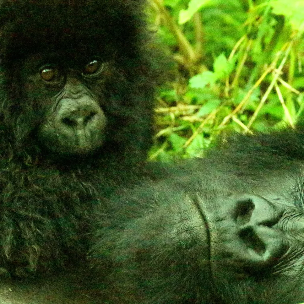 mountain gorilla in Volcano National park