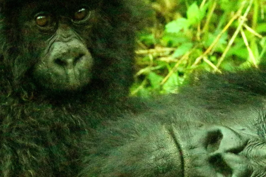 2 Day Mountain Gorillas and Golder Monkey tracking in Rwanda