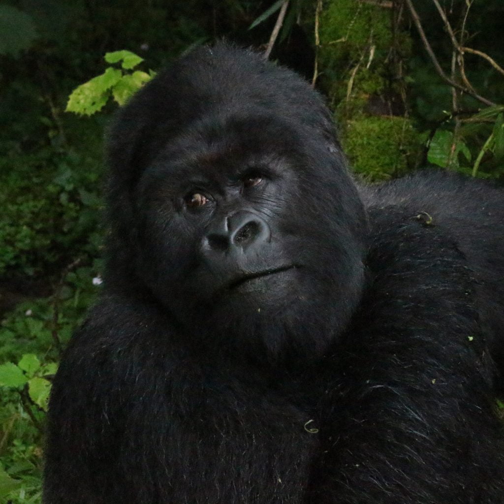 gorilla tracking in Uganda