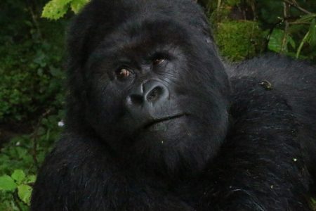 gorilla tracking in Uganda