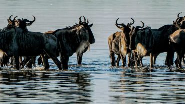 TANZANIA WILDLIFE PARKS