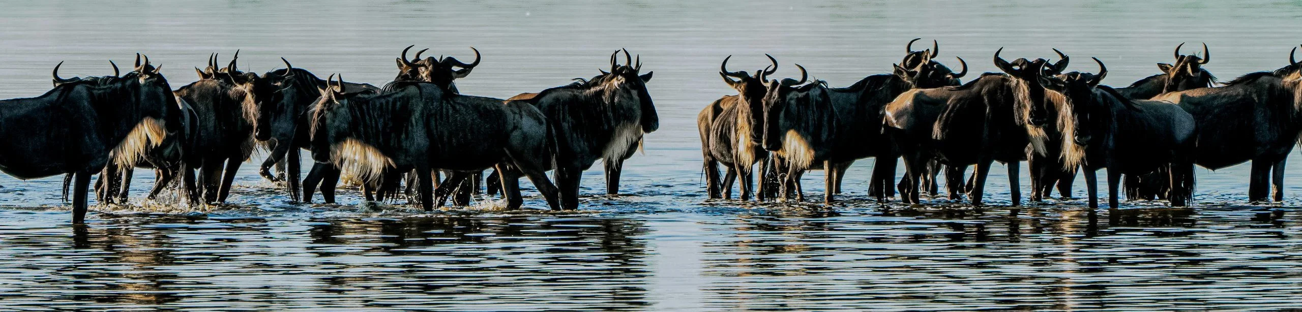 5 Days wildebeest migration safari in Tanzania