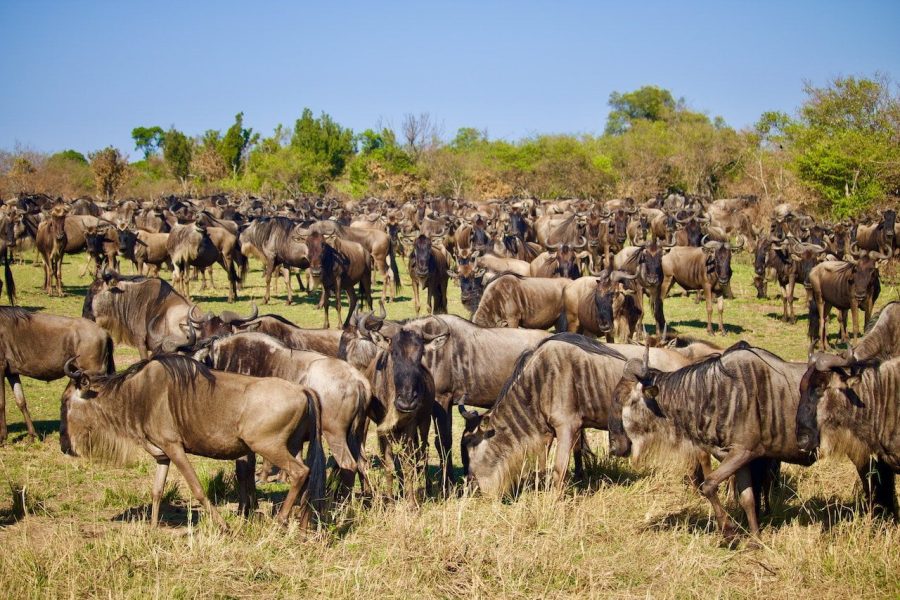 8 Days Tanzania’s wilderness safari adventure.