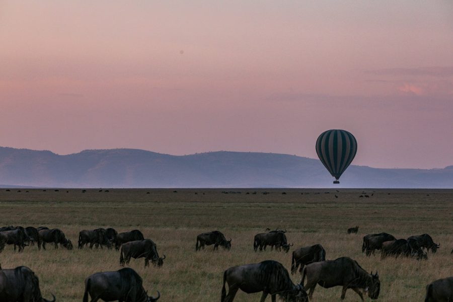 8 Days wildlife Safari experience in Tanzania