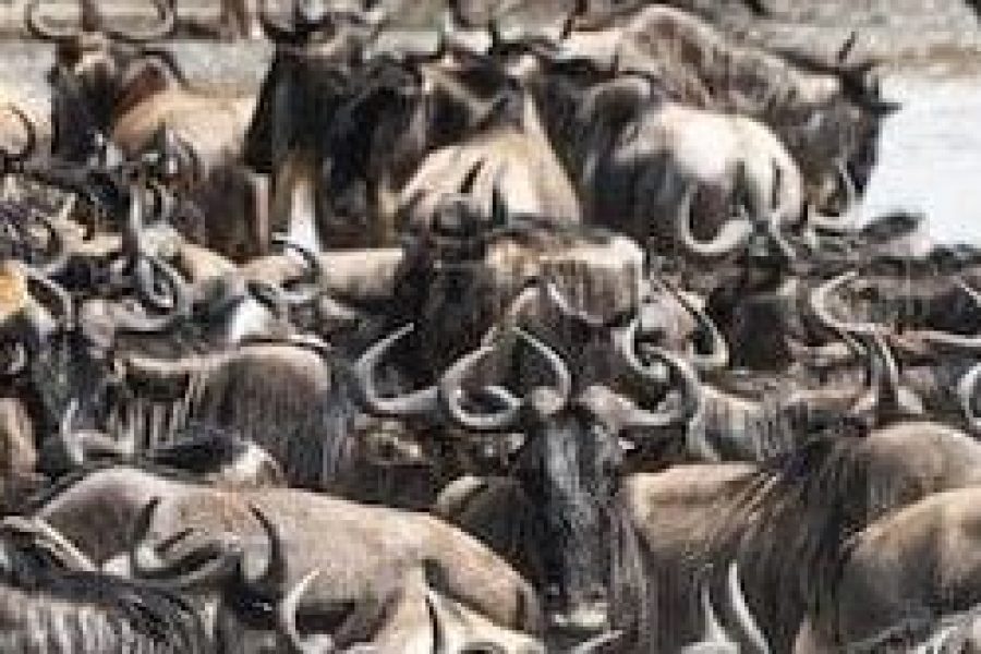 5 Days wildebeest migration safari in Tanzania
