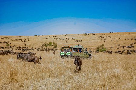 spot Big Five safari Kenya and wildebeest