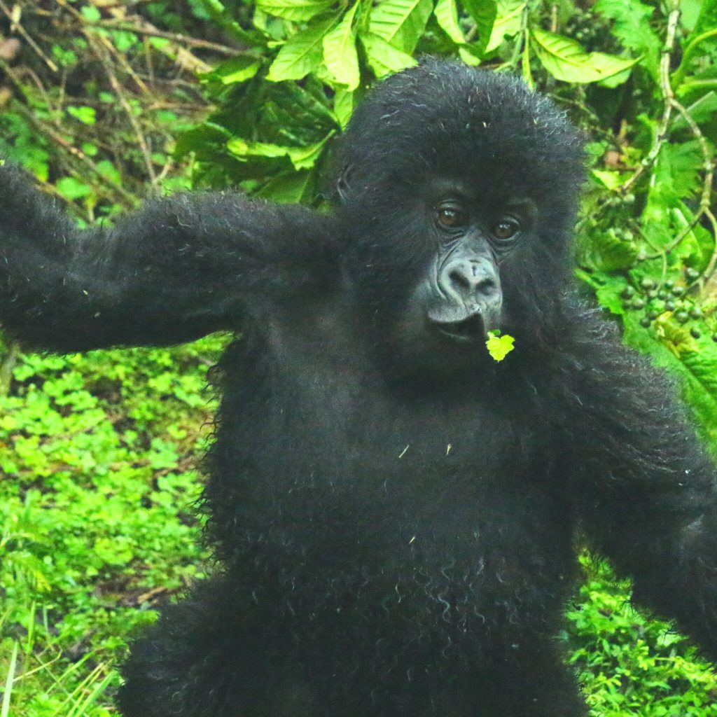mountain baby gorilla in Rwanda