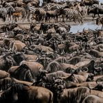 The Wildebeest Migration, A Year-Round Adventure