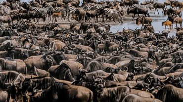 The Wildebeest Migration, A Year-Round Adventure