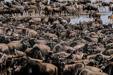 The Wildebeest Migration, A Year-Round Adventure