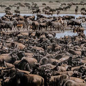 Great Wildebeest Migration