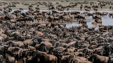 great-wildebeest-migration