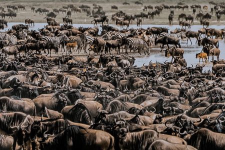 Magical Great Wildebeest Migration Adventure In 2 Countries