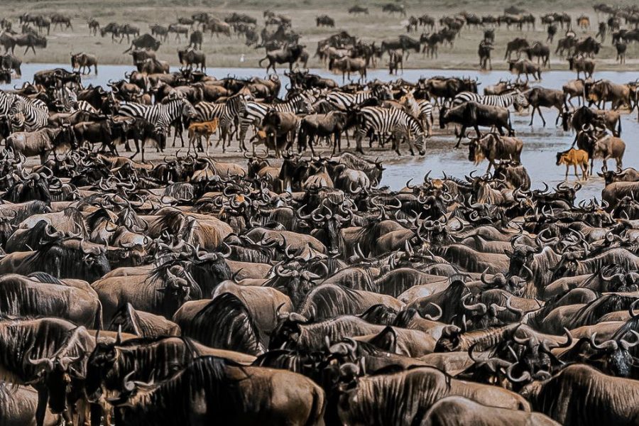 Great Wildebeest Migration