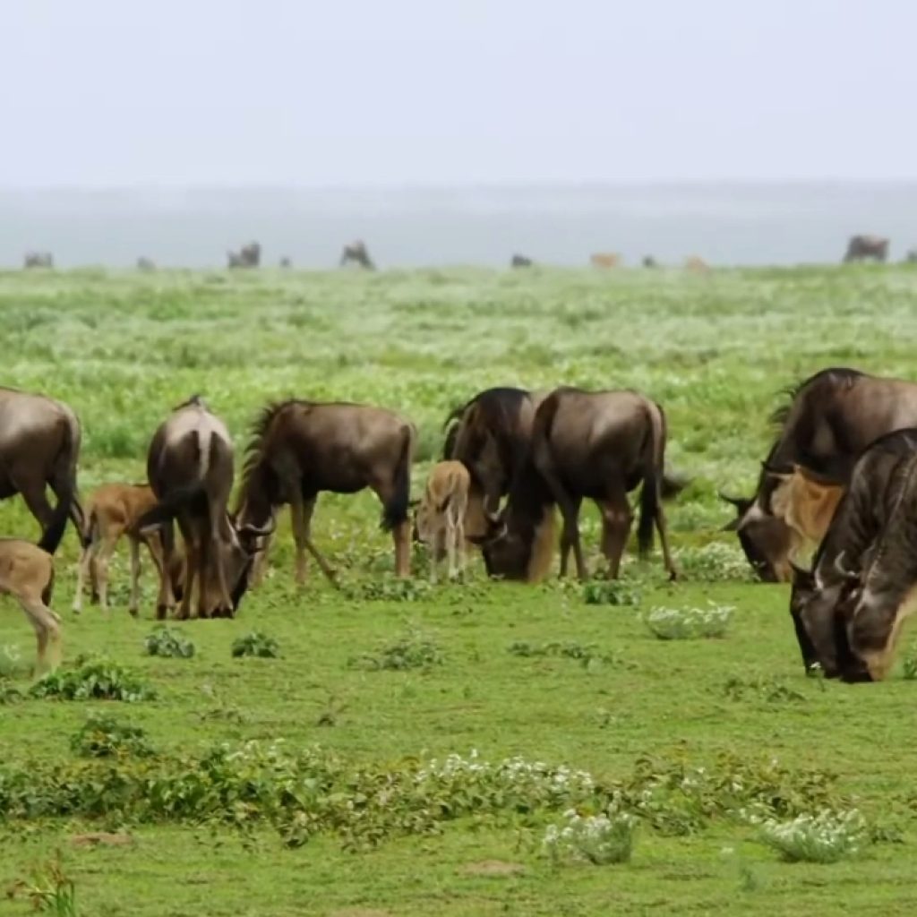 Wildebeest mother with the calves or calving season in February