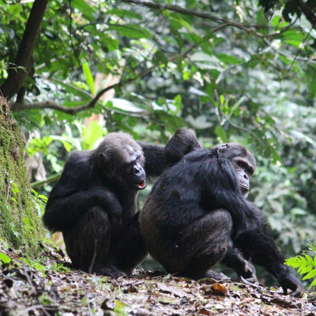 Chimpanzee Tracking in Rwanda and Uganda