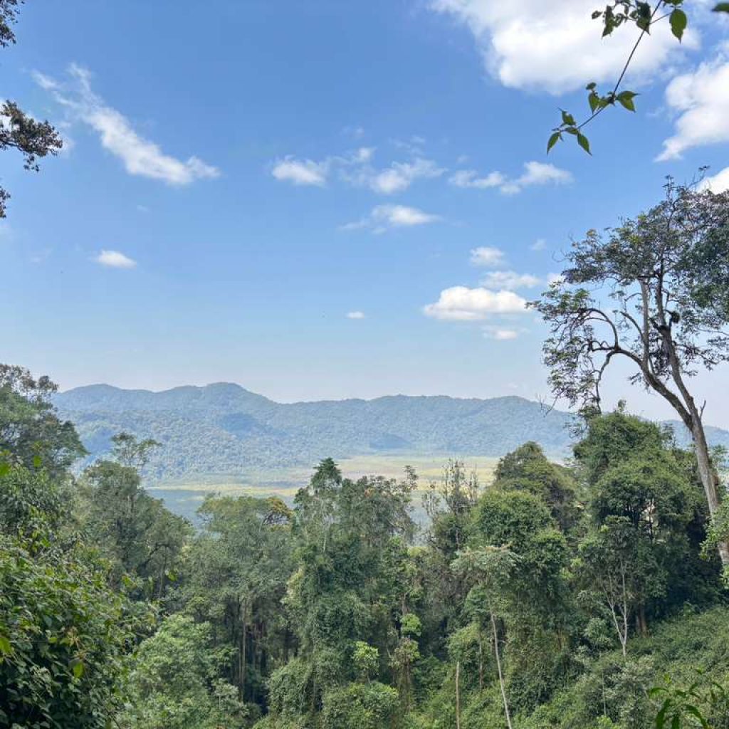 view of kamiranzovu swamp in cyinzobe trail  