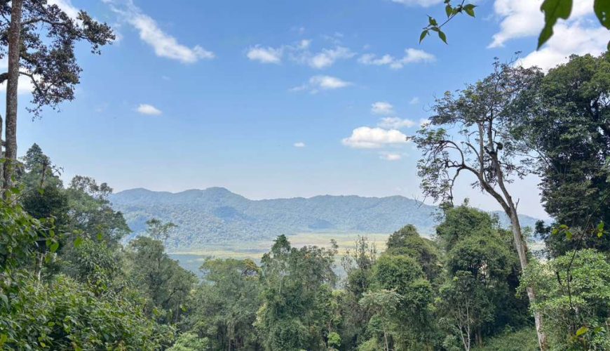 canopy walk, Nyungwe natinao park Rwanda