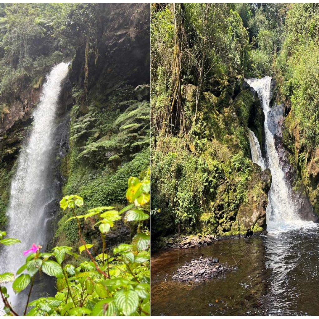 Nyungwe national park